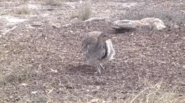 An endangered Malleefowl looking for food - closer view