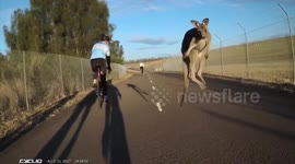 Suddenly, kangaroo: cyclist gets struck by animal in Australia