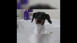 Bath time: Dog vs. Cat