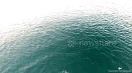 Drone footage shows pod of dolphins dancing off the British Coast