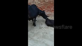 Mother Cow is caring and licking her baby calf deeply