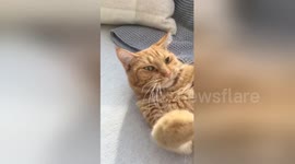 Cat hates being woken up