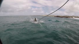 How to loose your GoPro to a Great White Shark