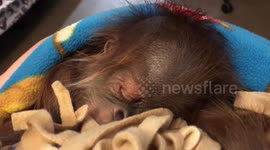 Maternity doctors called in to deliver c-section on ORANGUTAN at local zoo