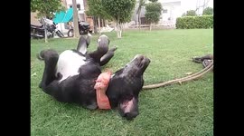 My dog loves to lay his body on the grassy ground