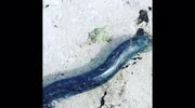 temp