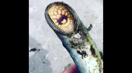Bizarre lamprey caught in Lake Ontario