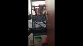 'Pump the jam': Parrot boogies to beats in cage
