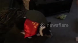 Super stubs the corgi