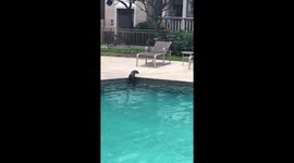 British woman amazed by two otters swimming in her apartment's pool