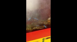 Fresh Lobster fish in the Water Alive