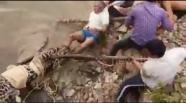 Rescue goes wrong as injured leopard attacks villager
