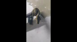 Python curls itself around HAND RAIL at train station