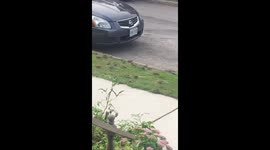 Birds playing on the grass