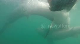 Great white shark takes a bite out of smaller shark