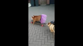 Skateboarding bulldog in tutu