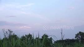 Birds flying home to roost at sunset.