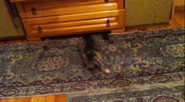 My cat VS. the Easter Decoration