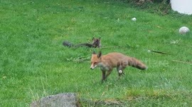 Maine Coon caught hanging out and playing with young fox.
