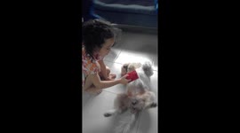 TICKLE! TICKLE TIME! Our dog  CUTIE was having fun with a brush!