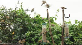 Goldfinches squabble over the sunflower seeds in the bird feeders