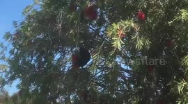 Unusual behaviour – an Australian Raven eating nectar from Bottlebrush flowers
