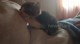 Tiny kitten fall asleep on my girlfriend