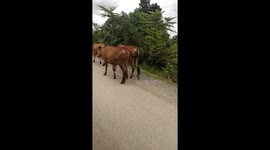 Farmers works on the field