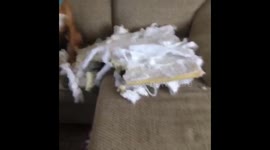 Guilty dog chewed couch