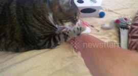 I patted a dog....my cat was displeased!! She punished me like this!!