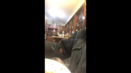 Dog sneakily eating off fork