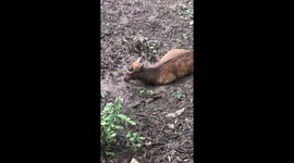 Deer takes mud bath after typhoon jebi in Nara Park, Japan