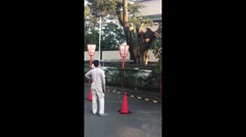 Japanese worker examining the damage caused to a tree in the temple grounds during typhoon jebi
