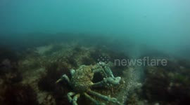Scuba Spider Crab