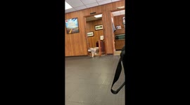 Well behaved husky puppy