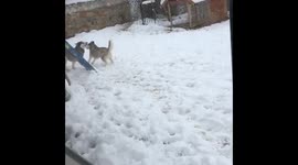 Two Huskies chasing each other in the snow