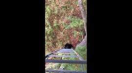 Bear climbing ladder stand
