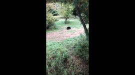 4 bears come out and wander around while I’m deer hunting