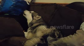 Alaskan Malamute Sojou Howling with her Squeaky Toy again