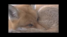 A Red Fox Vulpes vulpes vixen resting on a shed roof during the day.