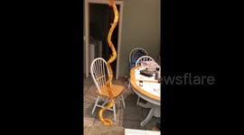 Man finds legendary foot-long curly fry in his fast food order