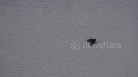 The smart ant get s the job done.