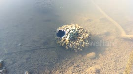 A strange thing that water is coming out.