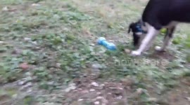 Puppy has a roll around in the Garden