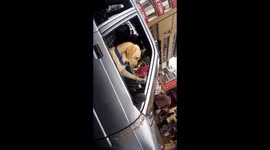 Toby the labrador loves to drive a car on busy Indian roads