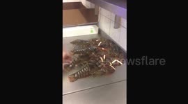 Live lobster moving about ready for cooking Sellimg in the supermarket