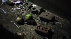 Hungry rats locked in combat over discarded coconut shell
