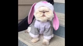 Cat dressed as a bunny