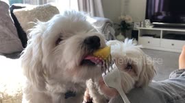Dogs eating mango