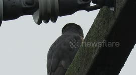 Coopers hawk in the rain